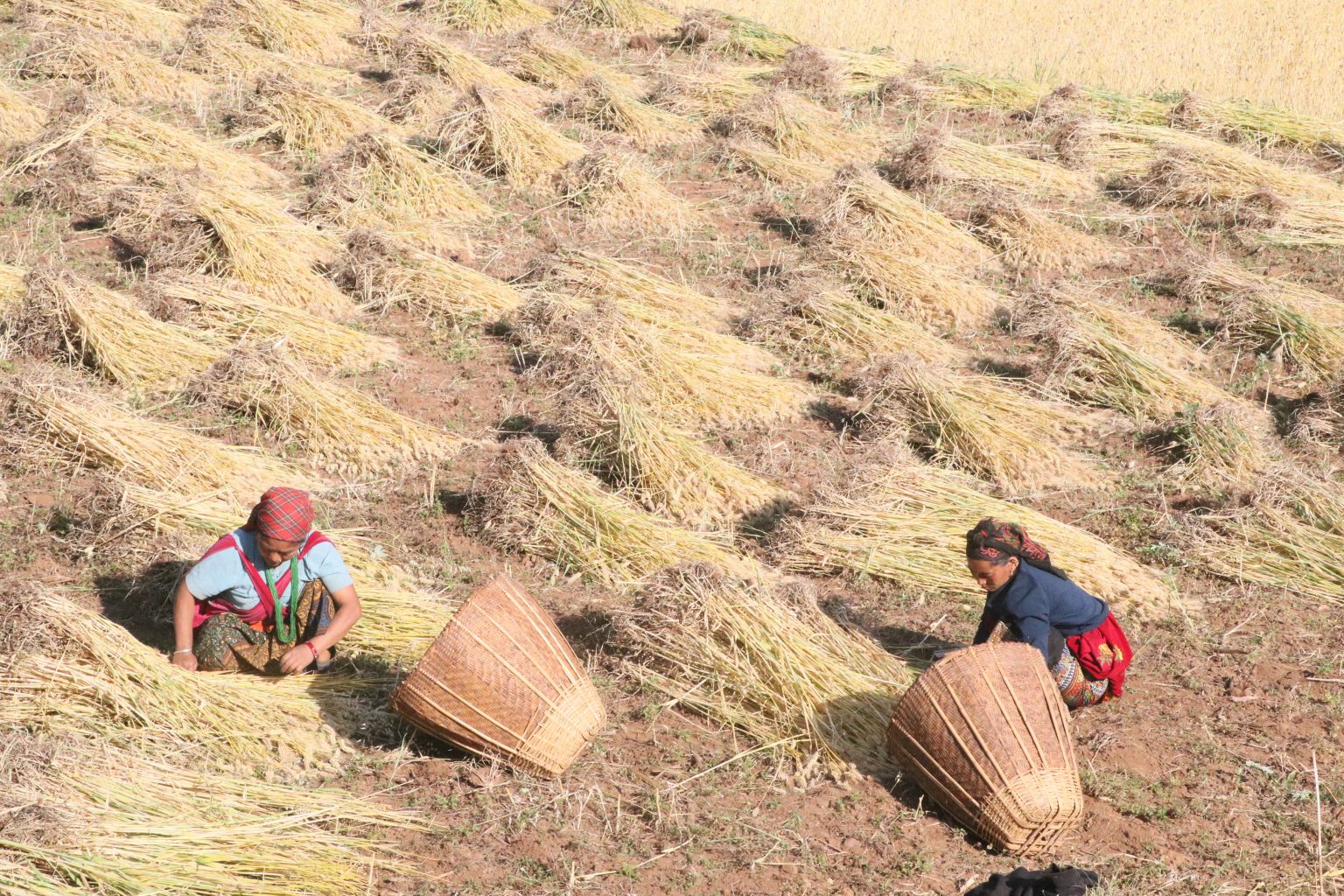 हिउँदे बाली भित्र्याउन व्यस्त रुकुम पूर्वका कृषक